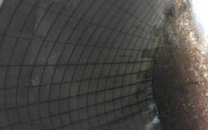 Interne Entwicklungskontrolle